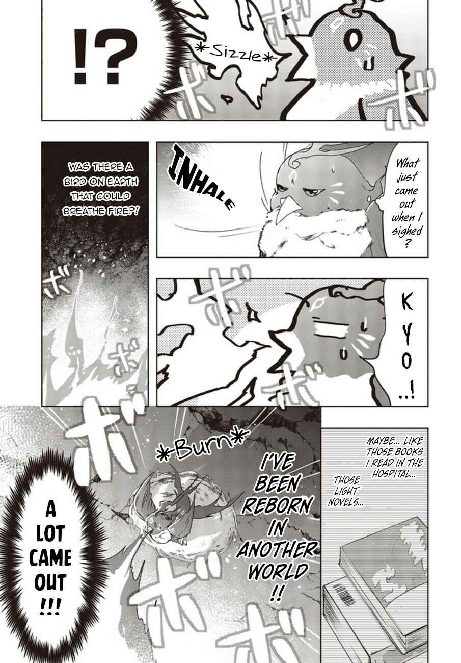 Page 16 Chapter 2 Reborn as a Phoenix: A Normal Bird Cant Beat a Dragon, Right?