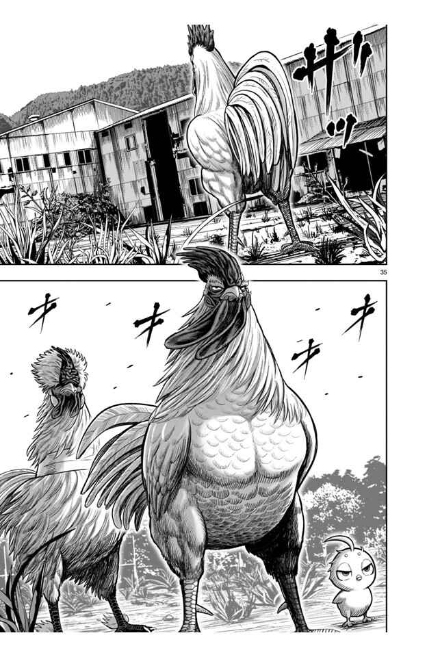 Page 35 Chapter 21 Rooster Fighter