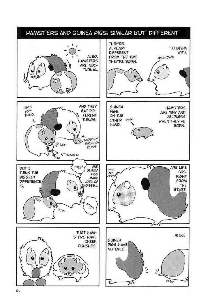Page 3 Chapter 7 Hamster Research Report