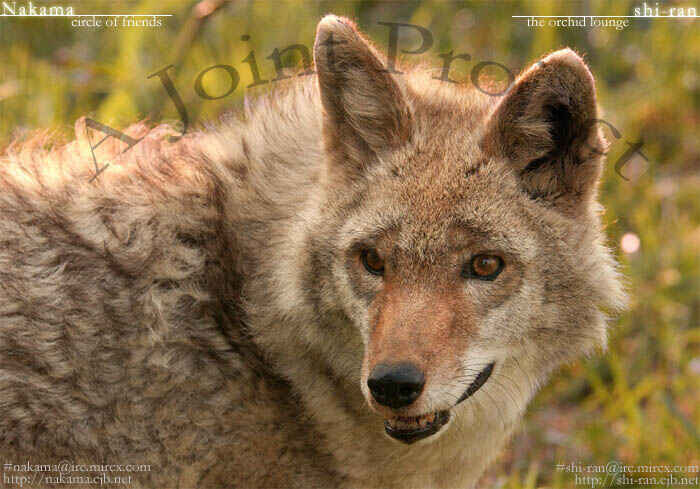 Page 1 Chapter 1 Three Wolves Mountain