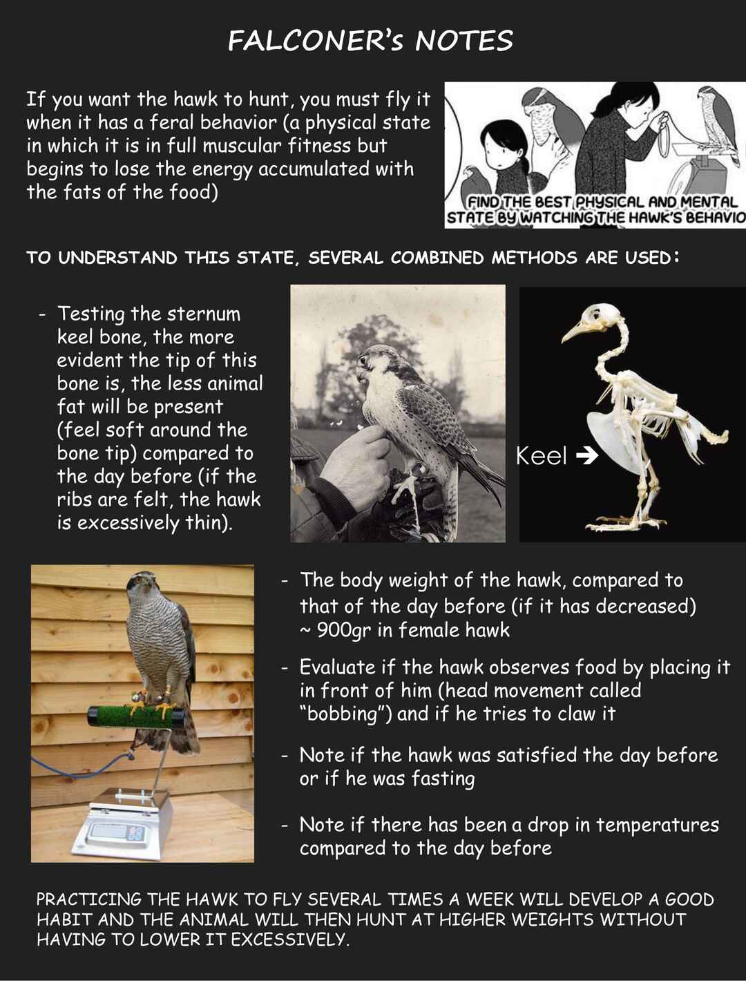 Page 3 Chapter 9 Hawk Master, Its Hunting Time!