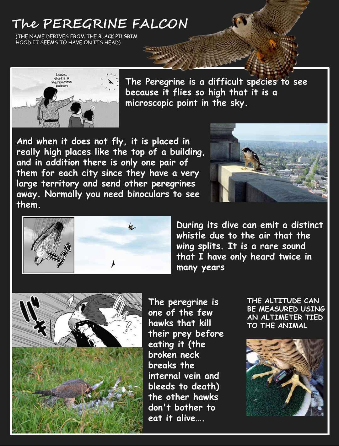 Page 12 Chapter 4 Hawk Master, Its Hunting Time!