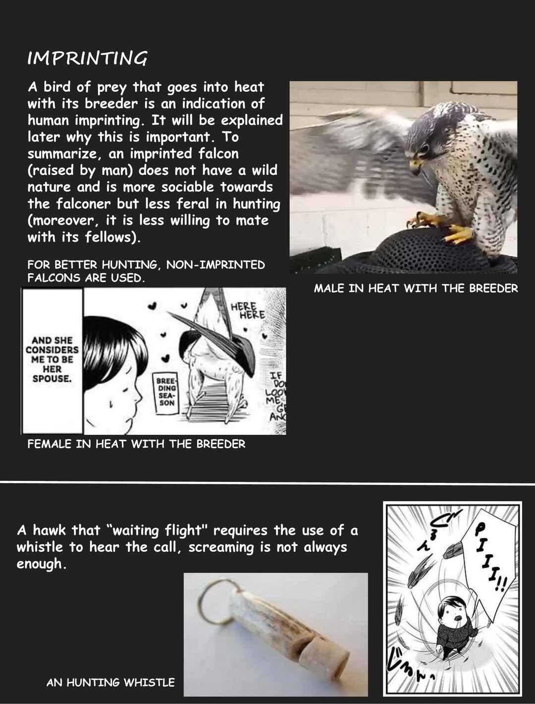 Page 13 Chapter 4 Hawk Master, Its Hunting Time!
