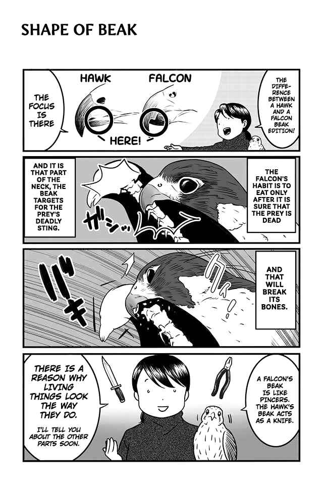 Page 9 Chapter 4 Hawk Master, Its Hunting Time!