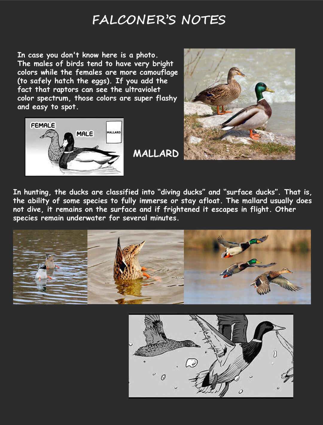 Page 11 Chapter 2 Hawk Master, Its Hunting Time!