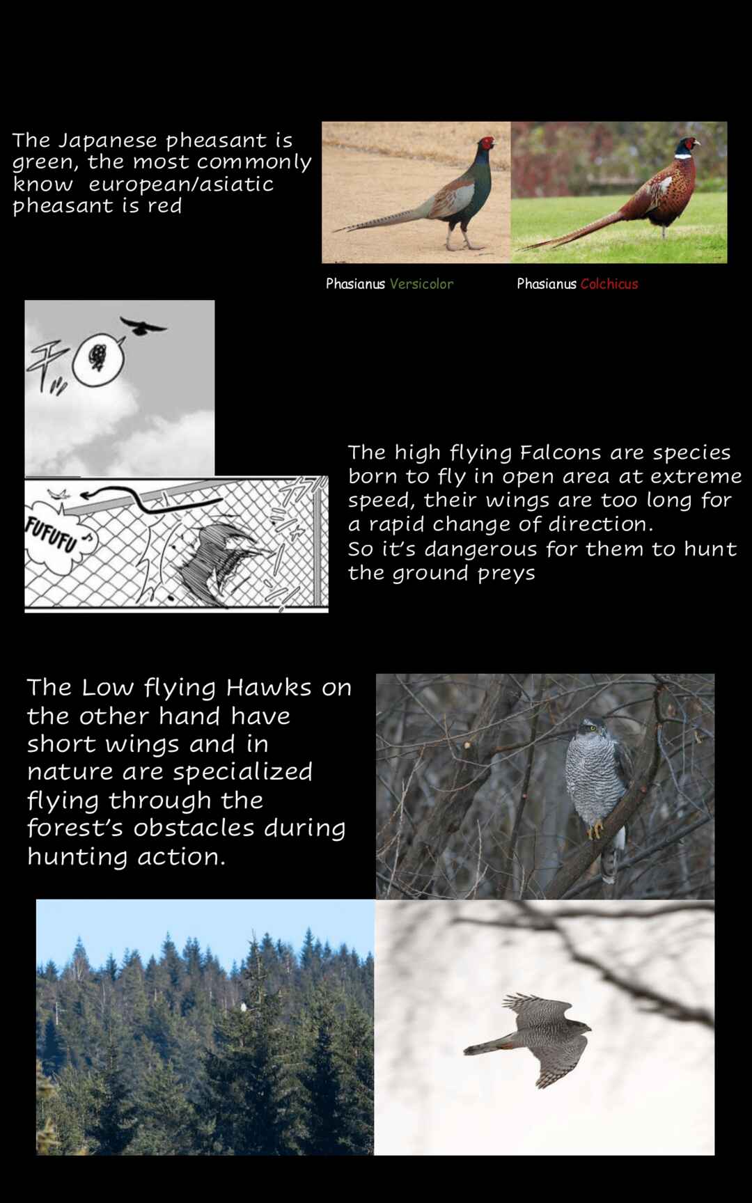 Page 10 Chapter 12 Hawk Master, Its Hunting Time!