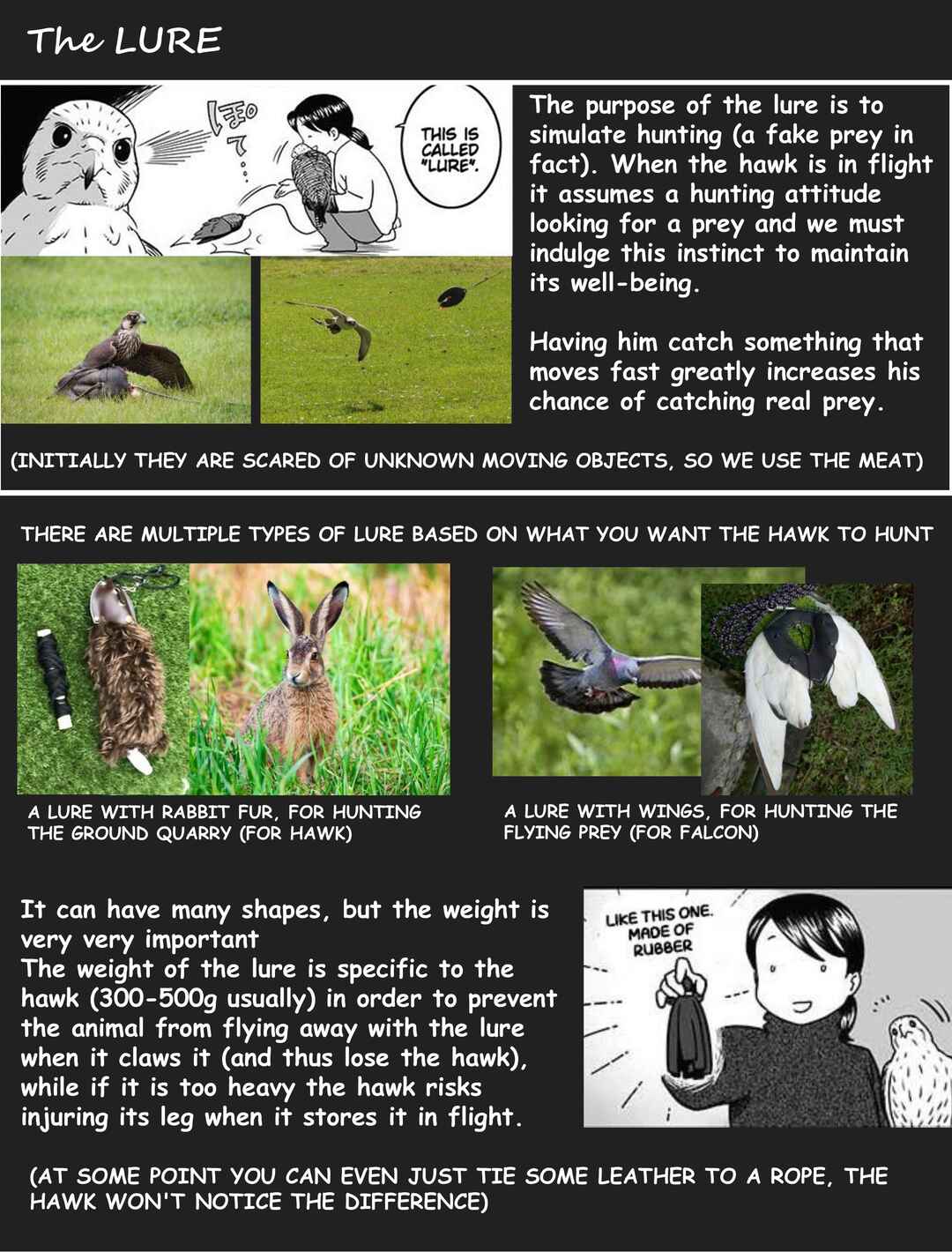 Page 11 Chapter 5 Hawk Master, Its Hunting Time!