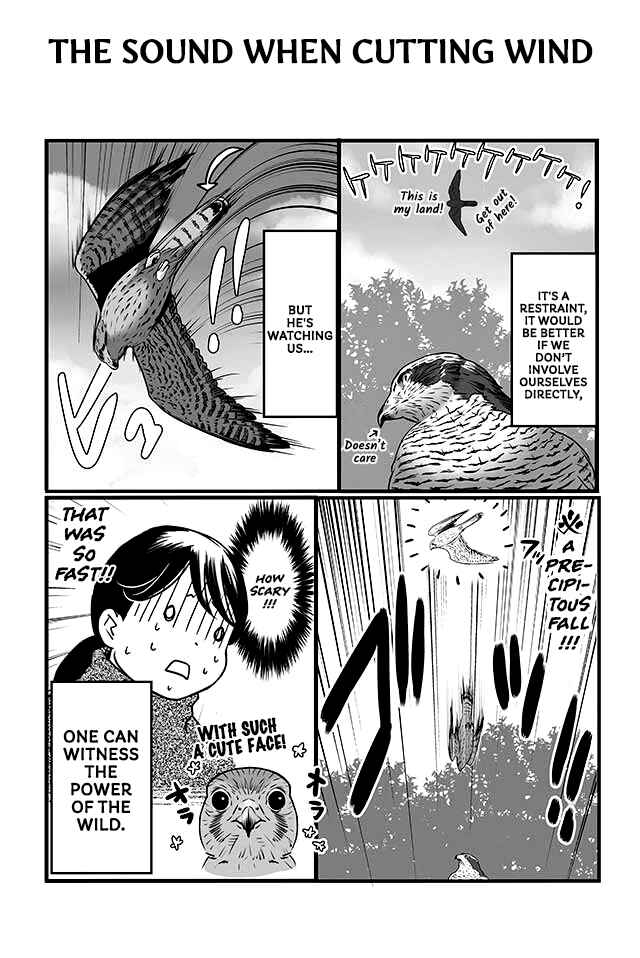 Page 14 Chapter 1 Hawk Master, Its Hunting Time!