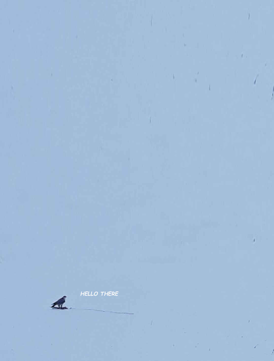 Page 20 Chapter 1 Hawk Master, Its Hunting Time!