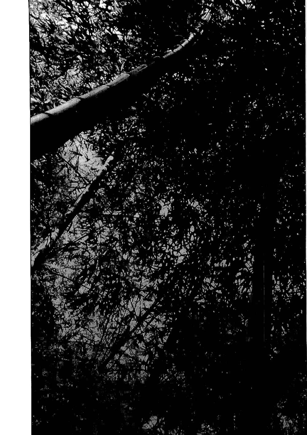 Page 22 Chapter 11 Bestia