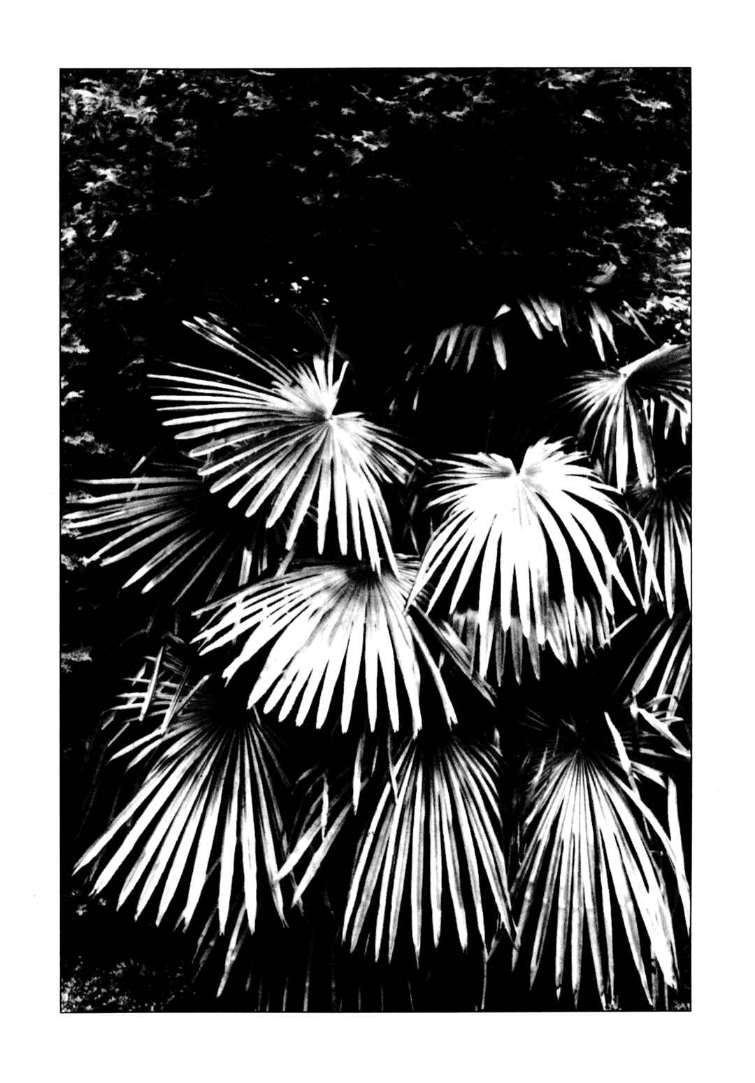 Page 26 Chapter 6 Under the Loquat Tree