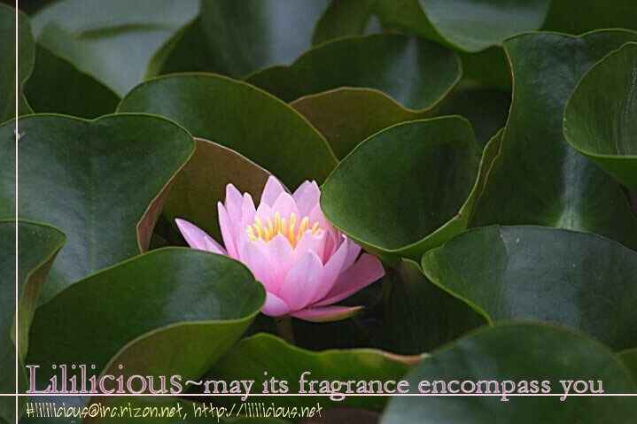 Page 29 Chapter 7 Yuri Hime Wildrose